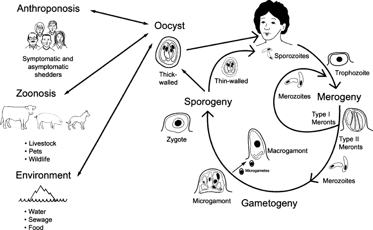 <p><strong>Cryptosporidium (genus) </strong>- of family cryptosporidiidae.</p><ol><li><p><strong>Ingestion</strong>: The cycle begins when a host ingests oocysts containing sporozoites from contaminated water or food.</p></li><li><p><strong>Excystation</strong>: Inside the gastrointestinal tract, the oocysts are exposed to stomach acids, activating them to release sporozoites.</p></li><li><p><strong>Sporozoite</strong>: The released sporozoites then invade the epithelial cells of the intestines.</p></li><li><p><strong>Trophozoite formation</strong>: Within these cells, the sporozoites develop into trophozoites, which are the active feeding forms.</p></li><li><p><strong>Merogony</strong>: The trophozoites then undergo asexual reproduction known as merogony, resulting in the production of merozoites.</p></li><li><p><strong>Merozoite release</strong>: These merozoites are released back into the intestinal lumen, where they can infect new epithelial cells or develop into gametes.</p></li><li><p><strong>Gamogony</strong>: Some merozoites differentiate into male and female gametes, ready for sexual reproduction.</p></li><li><p><strong>Fertilization</strong>: Male gametes (microgametes) fertilize female gametes (macrogametes), forming a zygote.</p></li><li><p><strong>Oocyst formation</strong>: The zygote develops into an oocyst, which can either sporulate inside the host to become infectious or be excreted in the feces of the host, thus reinitiating the cycle when ingested by another host.</p></li></ol><p></p>