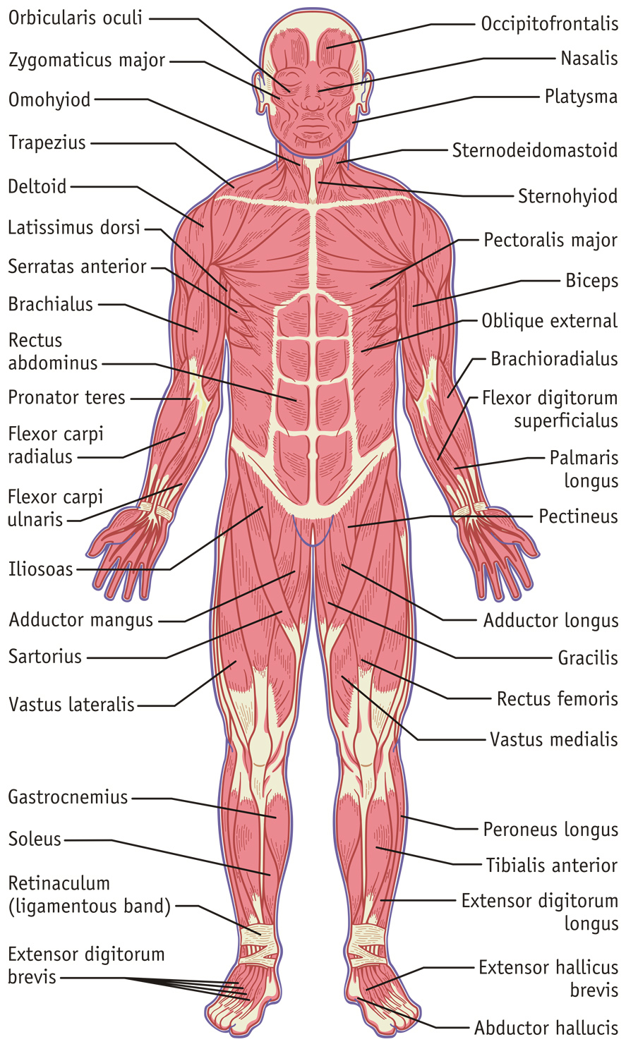 <p><span>Consists of skeletal muscles and tendons that gives us the ability to move, protect and support tissues, and generate heat when muscles contract.</span></p>