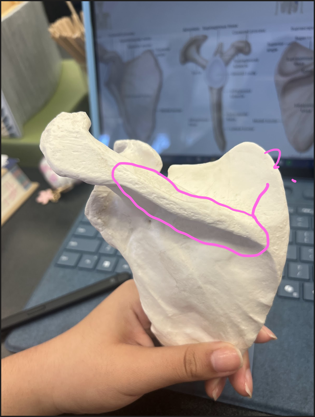 <p>What is this circled region?</p>