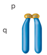 <p>Centromere is at one end</p>