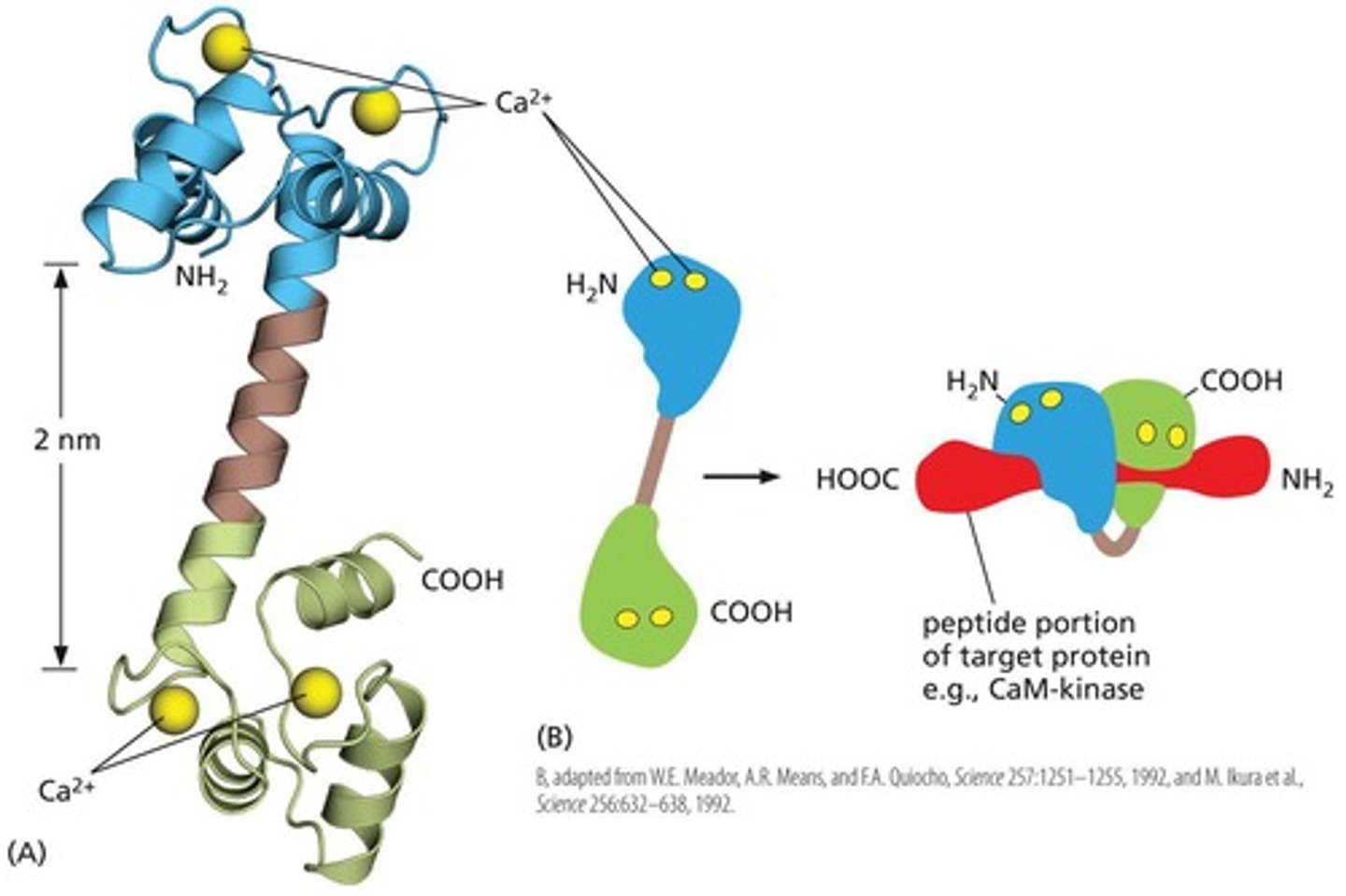 <p>Calmodulin is a calcium-binding protein that mediates responses to sudden increases in calcium concentration in the cytosol.</p>