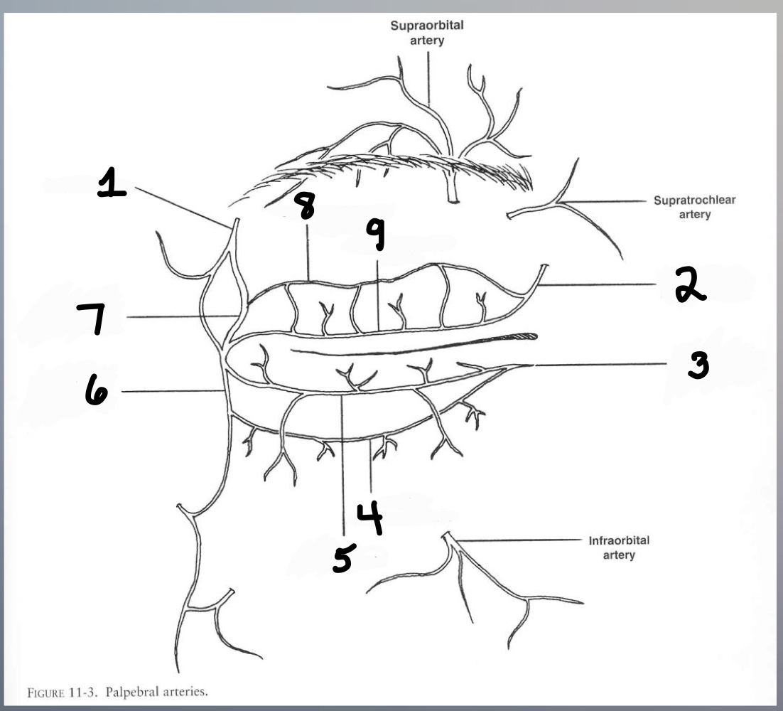 What eyelid blood supply vessel is indicated by number 6?