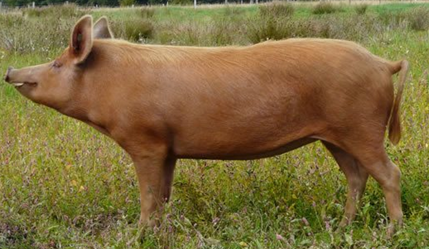 <ul><li><p>Originated in <strong>Ireland</strong></p></li><li><p>Not much muscle or production</p><ul><li><p>Produce good quality bacon</p></li></ul></li><li><p>Red, <strong>erect ears</strong></p></li></ul><p></p>