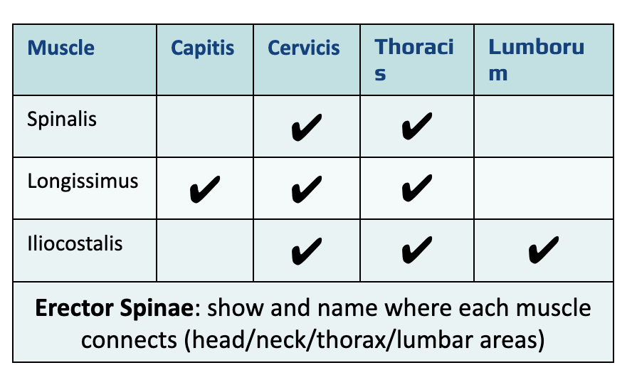 <p><span><em>Order medial to lateral from Spine:</em></span></p><p><span>Spine-Spinalis-Longissimus-Iliocostalis</span></p><p><span><em>Level:</em> Superficial to Transversospinalis</span></p><p><span><strong>ACTIONS (2)</strong></span></p><p><span><em>Unilaterally: </em><strong>Laterally flex </strong>vertebral column to the same side&nbsp;</span></p><p><span><em>Bilaterally</em>: <strong>Extend </strong>the vertebral column</span></p>