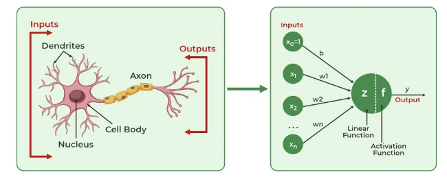 <p>• Efficient coding models: Computational models that discover structure in sensory input to efficiently encode the world (such as Regressions &amp; Structural Equation Modeling).</p><p>• Bayesian models: Use statistics to make predictions based on prior knowledge about the world.</p><p>• Artificial neural networks: Computers simulate neurons with layers of inputs interconnected with outputs that can excite or inhibit each other. Has 1 hidden layer.</p>