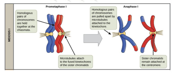 <p>The centromeres are under selection to attach more strongly to spindles→ strongly attached centromeres end up in the egg and “win” while the more weakly attached centromeres “lose” and kill the embryo via aneuploidy (few exceptions)</p>