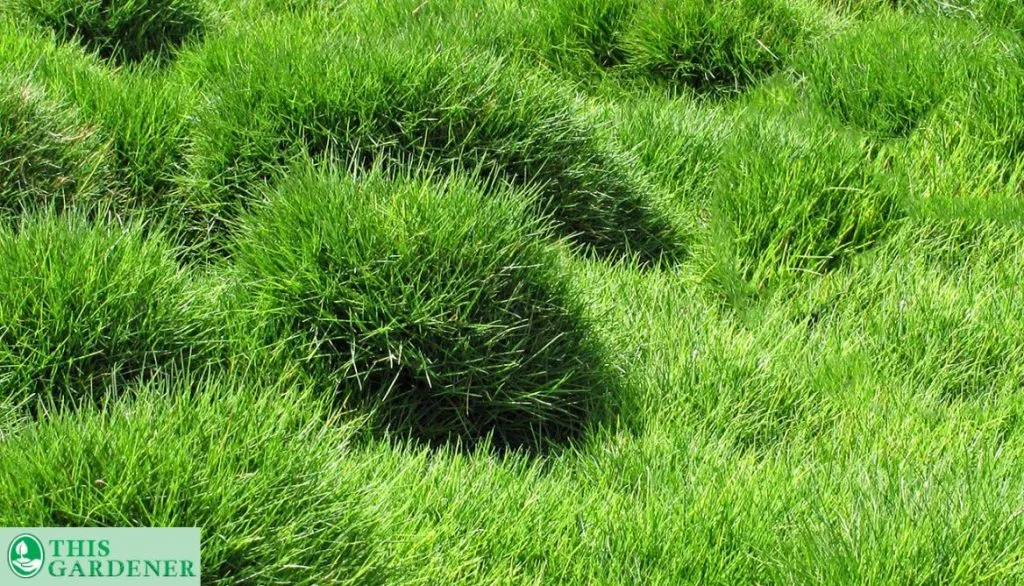 Which Tree/Grass is this?