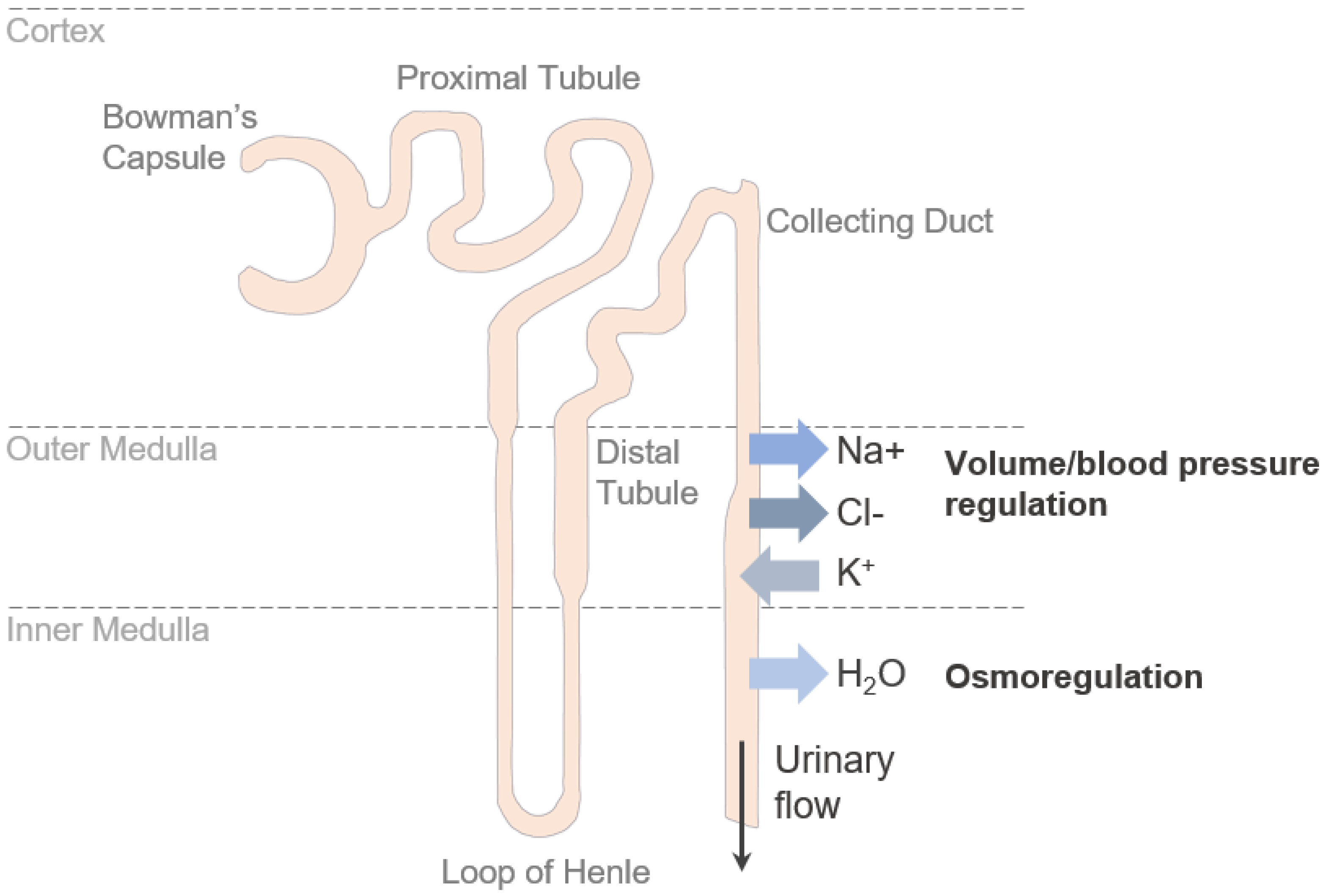 <p>In the nephron, things will get reabsorbed or excreted —> If things get secreted/excreted, <u>where do they go into</u> <sup>(to get rid of)</sup>?</p>