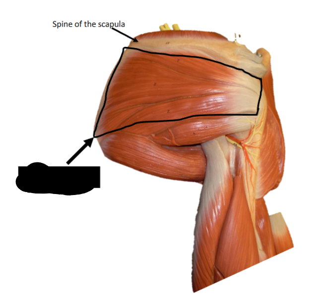<p>Origin: infraspinous fossa of scapula</p><p>Insertion: greater tuberosity of the humerus</p><p>Function: lateral rotation of the arm(humerus) at the shoulder joint</p>
