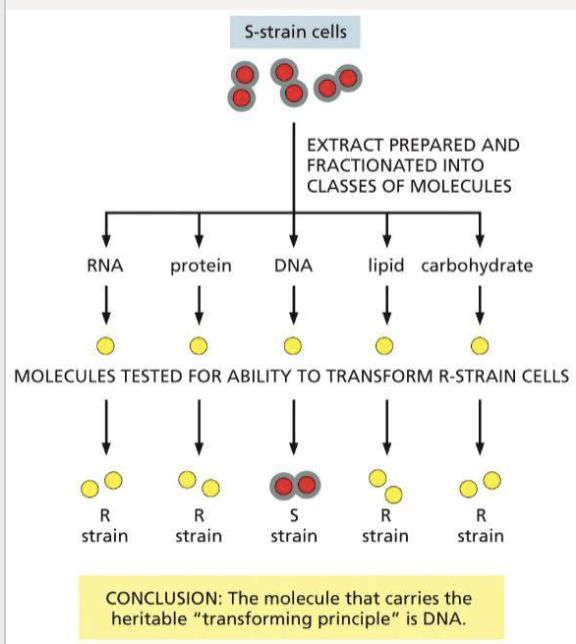 <p>separated various components of the cell (proteins, DNA, RNA) to determine what the transforming molecule was; provided first evidence that DNA could be genetic material</p>