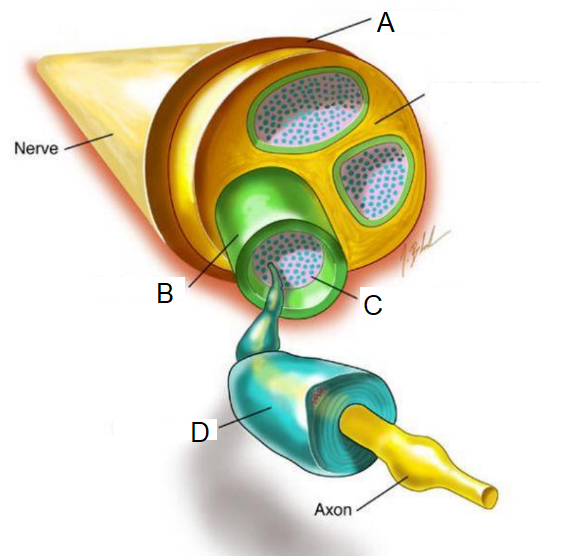 <p>What layer of the Peripheral Nervous system is “C”?</p>