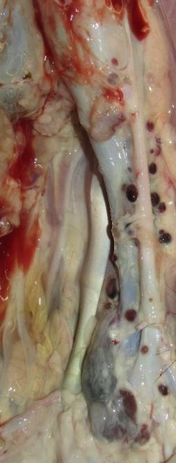 <p>During necropsy of a calf you notice these structures along the aorta and within the retroperitoneal fat. Conclusion? </p>