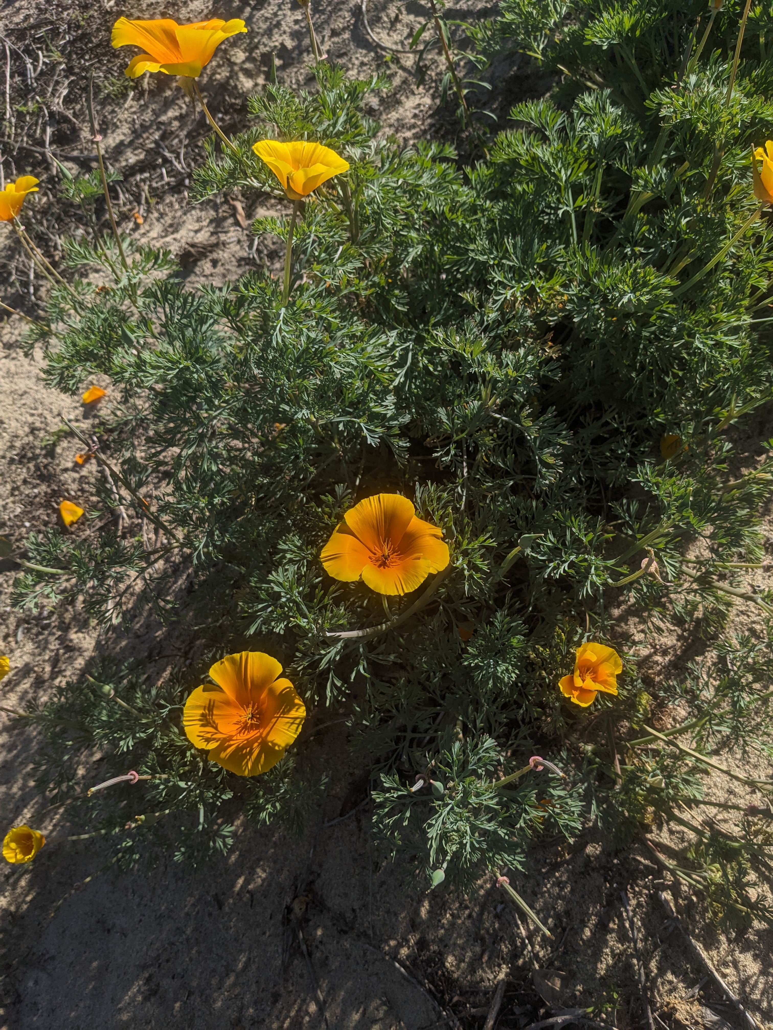<p><em>Eschscholzia californica</em></p>