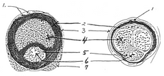 <p>Label 1–7 on this diagram of a crosssection of a fibro–elastic (left) and vascular penis (right)</p>