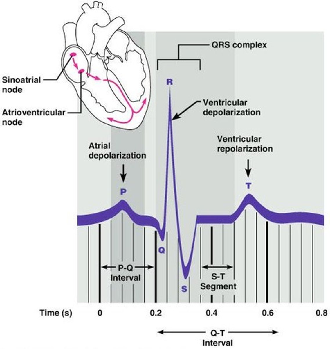 <p>An ECG is a recording of the overall electrical activity of the heart over time, reflecting the conduction of action potentials.</p>