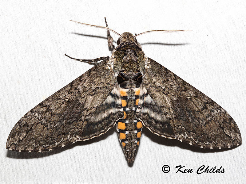 <p><em>Manduca sexta</em></p>