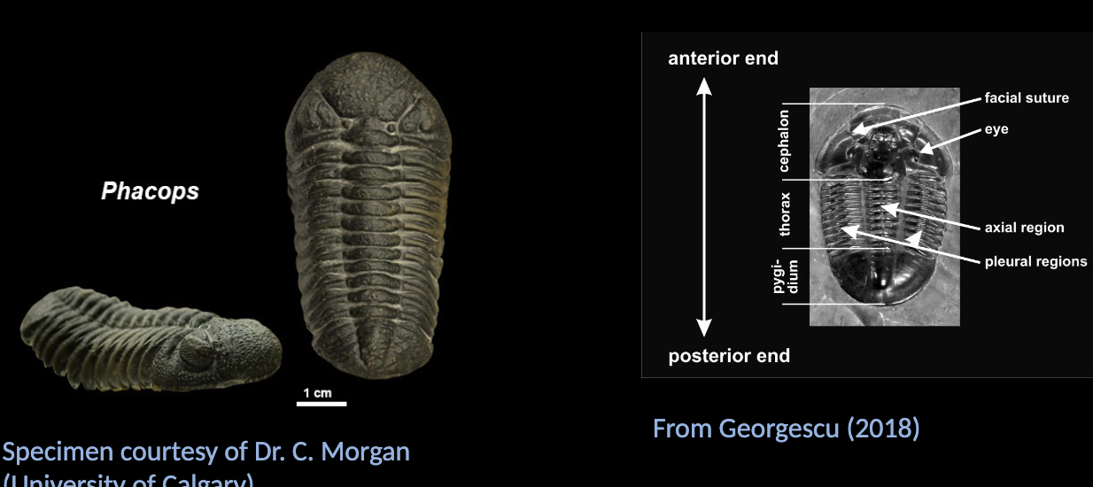 <p>Trilobites - Key morphological terms </p><ul><li><p>Cephalon </p></li><li><p>Thorax </p></li><li><p>Pygidium  </p></li><li><p>Axial and lateral pleural zones  </p></li></ul><p></p>