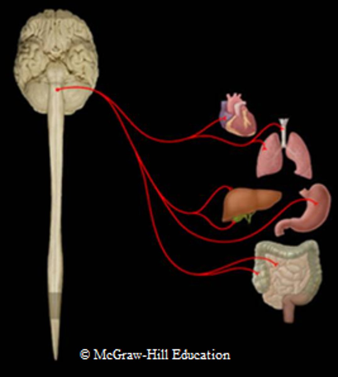 <p>b. Parasympathetic component of vagus n.</p>