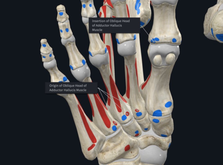 <p>Insertion: Adductor Hallucis oblique</p>