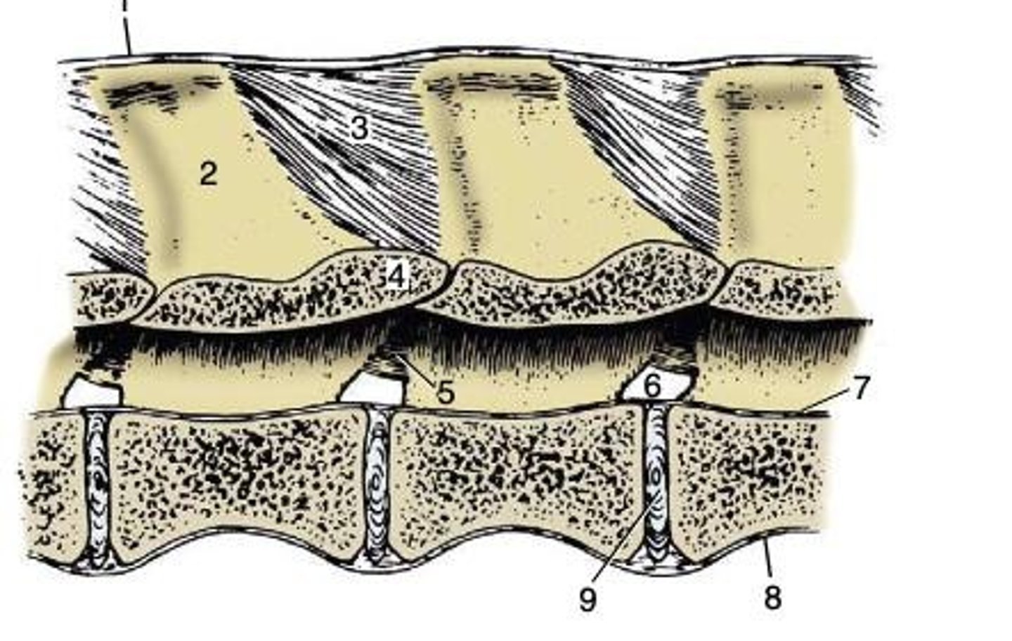 <p>Joint between vertebral bodies; symphysis type.</p>