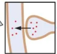 <p>Axon terminal ends on another axon</p>