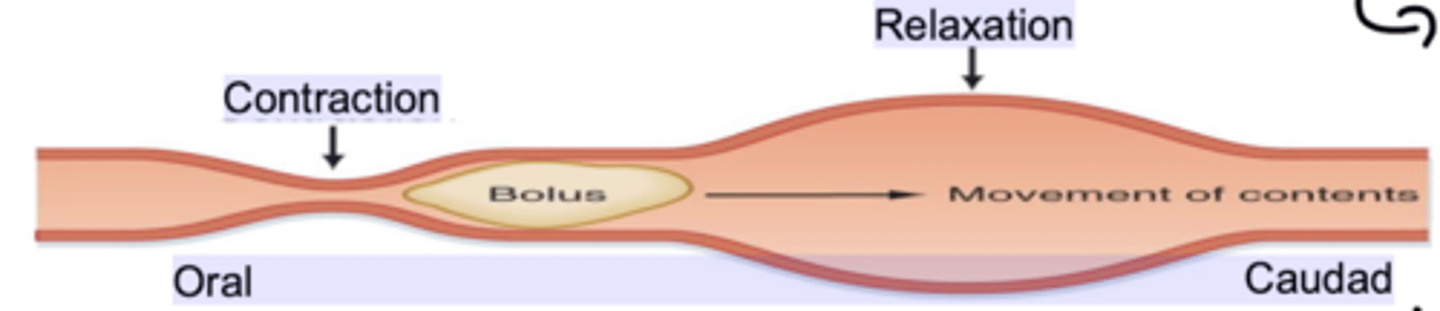 <p>1. Peristalsis - a series of wave-like muscle contractions that move food through the digestive tract - triggered by distension of the gut wall. It involves contraction of longitudinal muscle layers, making intestine shorter and wider and pushing food in direction</p><p>2. Tonic contraction- sustained contractions found in the sphincters of the G.I. tract - allowing digestion to occur</p><p>3. Segmentation - rhythmic contractions of the circular muscle layer that mix and divide luminal contents - narrow the lumen to increase enzyme contact</p>
