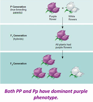 <p>What is Complete dominance?</p>