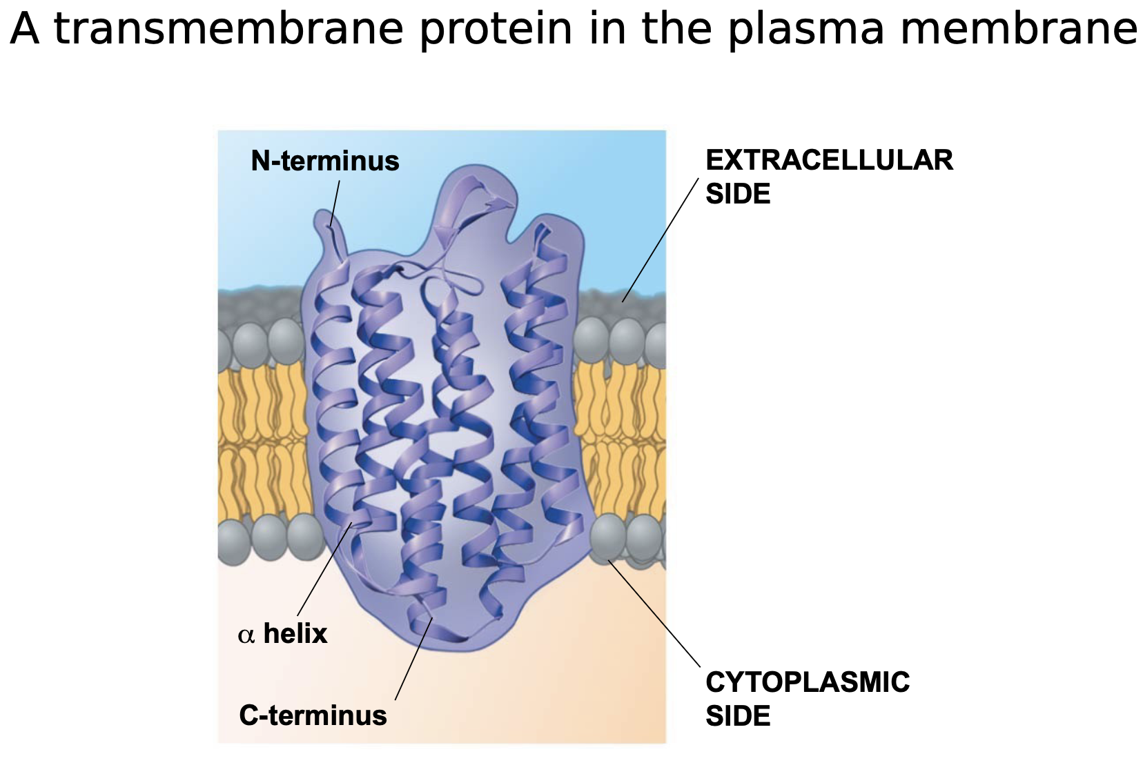  \n .Peripheral proteins are bound to the surface of the membrane \n .Integral proteins penetrate the hydrophobic core \n .Integral proteins that span the membrane are called transmembrane proteins \n .The hydrophobic regions of an integral protein consist of one or more stretches of nonpolar amino acids, often coiled into alpha helices