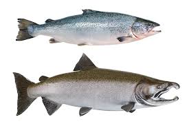 <p>Family Salmonidae</p>