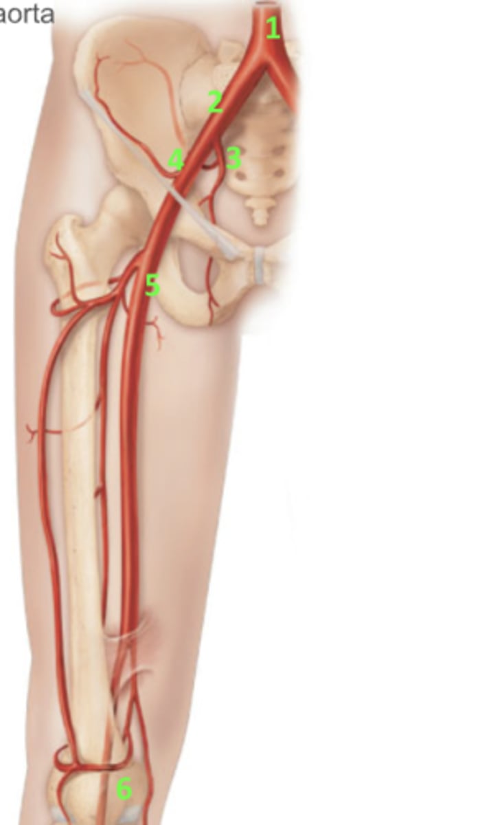 <p>What artery is 2?</p>