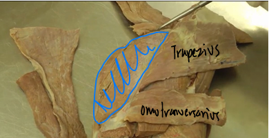 <p><span>Shoulder Region</span></p>