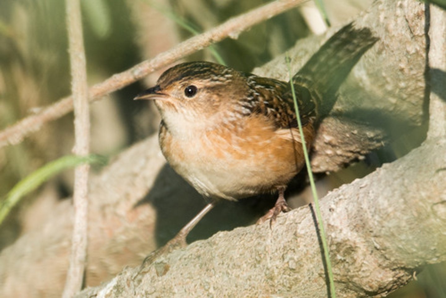 <p>thin, probing bill to capture small insects.</p>