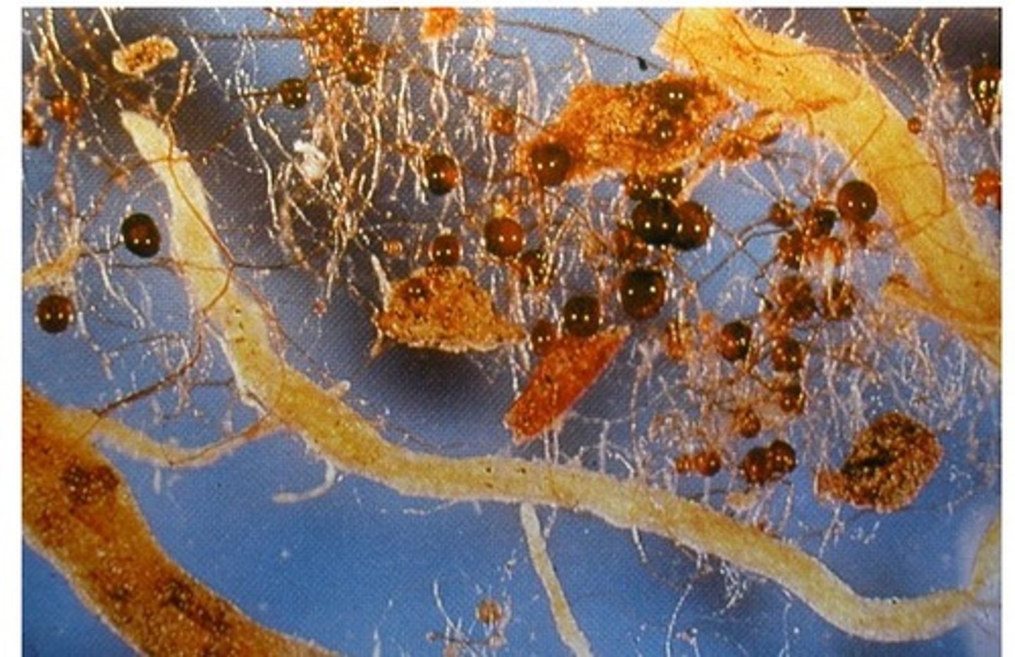 <p>Glomeromycota, endomycorrhizae that penetrate cortex cells with arbuscular structures, hyphal net around protoplast of cell that increases the protoplast volume and size, have vesicles of spores, VAM</p>