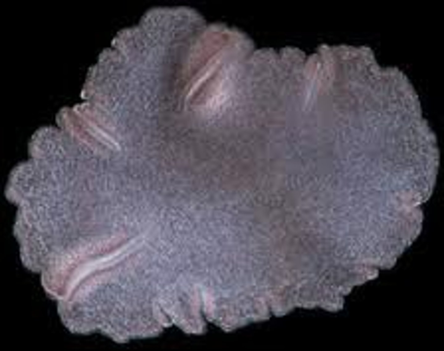 <p>lite diploblastisk: 2 cellskikt. Båda cellager gar celler med cilier som används bl a för att krypa. äter små organismer, döda och levande. kryper över maten och löser upp dem. asexuel reproduktion: delar sig i mitten</p>