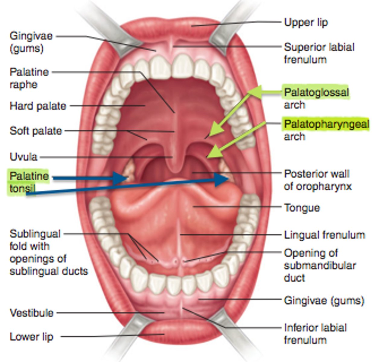 <p>Structures to help attach the soft palate to the tongue</p>