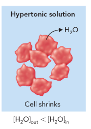 <p>higher solute concentration outside cell (cell shrinks)</p>