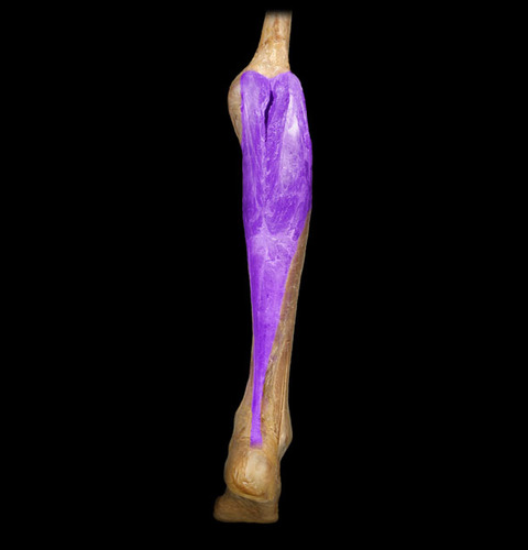 plantar flexion of foot; flexion of leg
