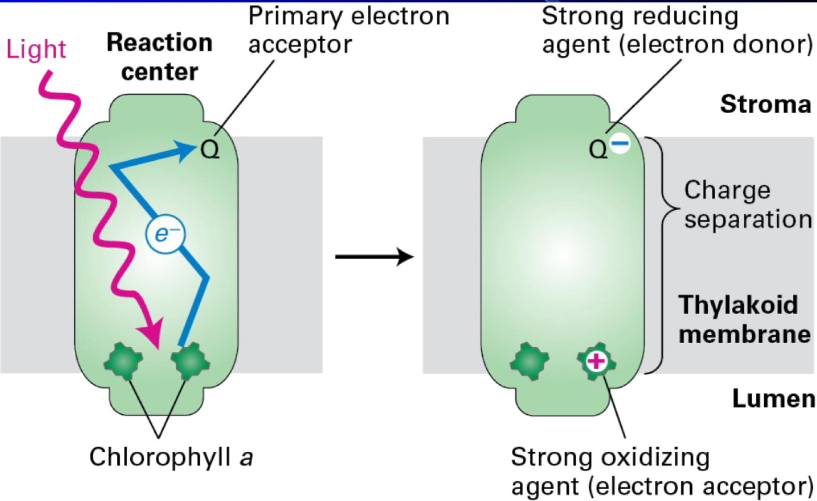<ul><li><p>light energy excites an electron in Chlorophyll within the Reaction Center</p></li></ul><ul><li><p>The energized electron is then passed to a Primary electron acceptor, creating a charge separation across the Thylakoid membrane</p></li><li><p>creates a strong reducing agent in the Stroma and a strong oxidizing agent in the Lumen, essentially converting light energy into chemical energy to drive the rest of the process</p></li><li><p>the protein plastocyanin is noted as a soluble carrier that transports electrons within the Electron Transport Chain (ETC)</p></li></ul><p></p>