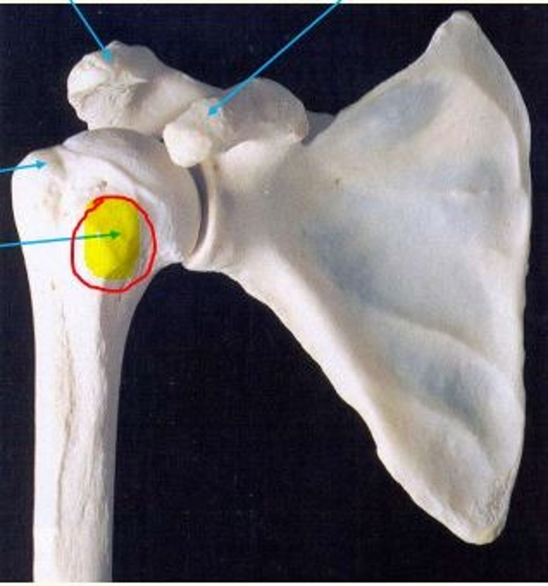 <p>Lesser tubercle</p><p>Attachment points for rotator cuff muscles, injury to which causes pain & tenderness</p>