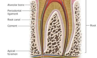 <p>Root</p>