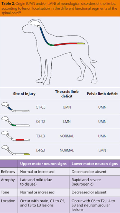 <p>Depends on location of injury.</p><p>Loss of function, ataxia, pain/loss of deep pain, neurological deficits, spasms, weakness, paralysis, urinary/faecal incontinence</p>
