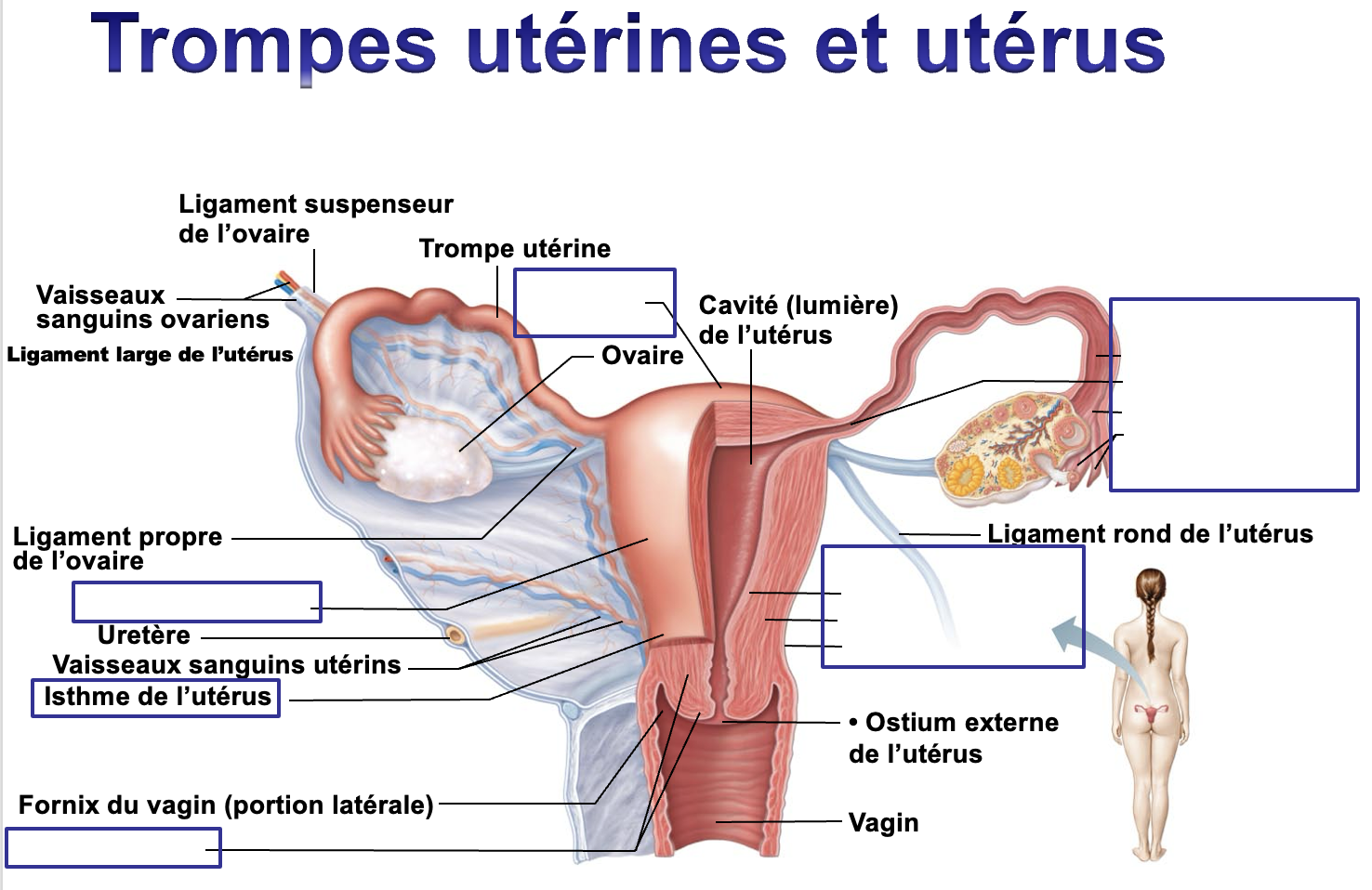 <p>nommer les parties dans les encadrés vides </p>