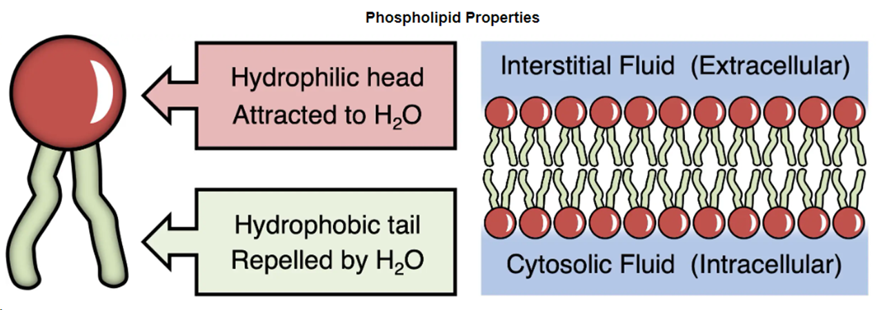 <p>Semi-permeable barrier formed by phospholipids enclosing cell contents</p>