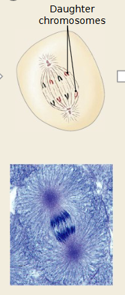 <p>Which mitosis stage is occurring </p>