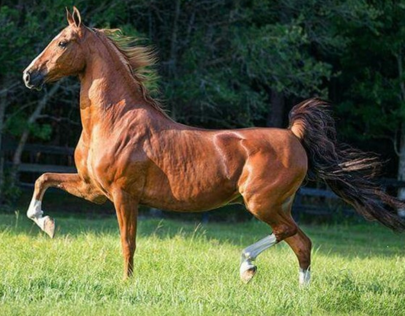 <p>What breed (pattern) is this horse?</p>