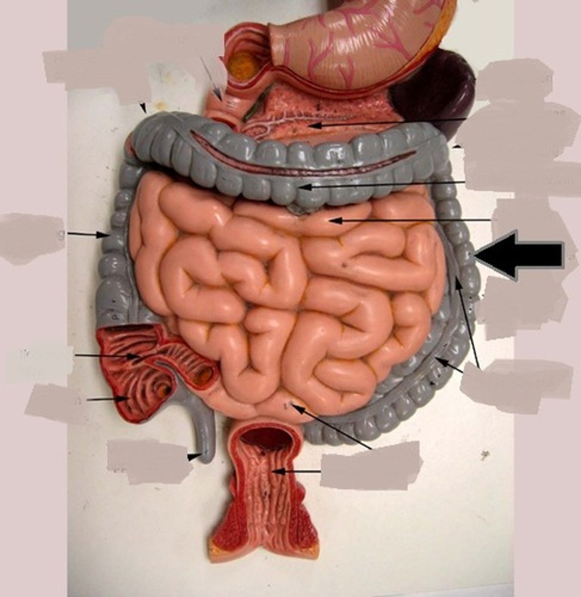 <p>courses from transverse colon to sigmoid colon</p>