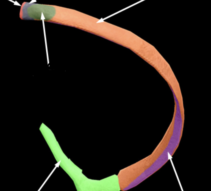 <p>What is the orange portion called?</p>