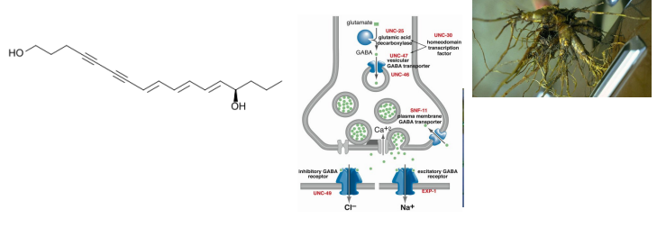<p>Fill in the blank…</p><p>Water hemlock, a member of the parsley family, contains toxic ( ), which binds to ( )-gated chloride channels and plays a role in acute neurotoxicity. A single tuber of this plant causes fatal poisoning characterized by convulsions.</p>
