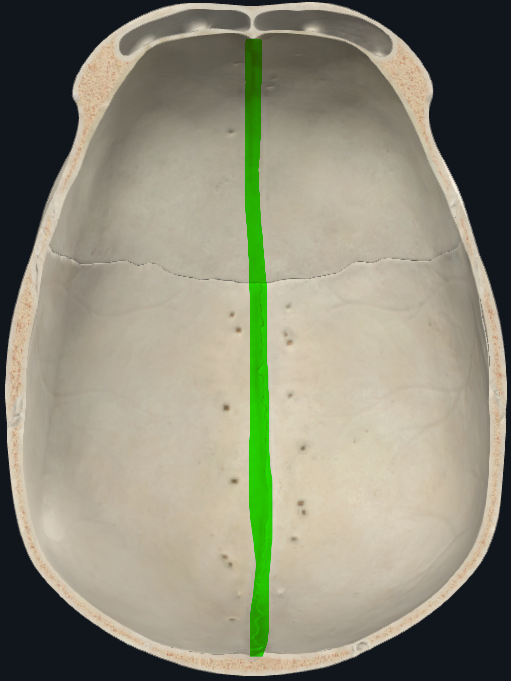 <p>O longitudinal</p>