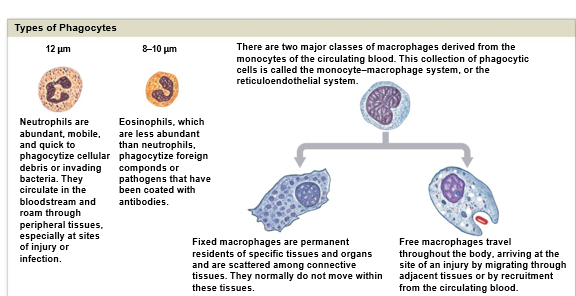 <ul><li><p>Phagocytes cells roam all throughout the body</p></li><li><p>Engulfs and destroys foreign compounds and pathogens which is the <strong>First line of cellular defense against pathogenic invasion</strong></p></li><li><p>3 types</p><ul><li><p>Neutrophils (in bloodstream and tissues)</p><ul><li><p>Phagocytize cellular debris or bacteria</p></li></ul></li><li><p>Eosinophils (less abundant)</p><ul><li><p>Phagocytize foreign compounds and antibody-coated pathogens</p></li></ul></li><li><p>Macrophages (derived from monocytes)</p><ul><li><p>Fixed (permanent residents of certain organs, dendritic langar Hans on the skin and Kupffer cells in the liver)</p></li><li><p>Free (travel throughout the body)</p></li></ul></li></ul></li></ul>